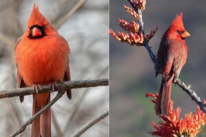 ¿Qué significa cuando ves un cardenal?