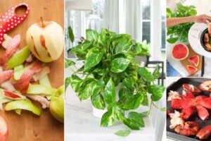 13 cosas que provienen de tu batidora que pueden fertilizar tus plantas