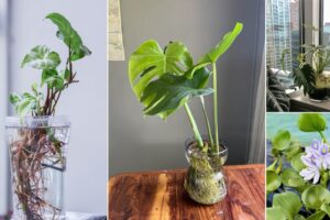 16 plantas tropicales que puedes crecer con sólo agua
