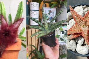 9 plantas que parecen estrellas de mar