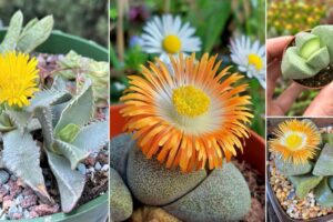 9 preciosas variedades de Pleiospilos nelii