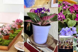 29 ideas de muestras de violetas africanas