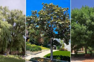 14 รกrboles de sombra de crecimiento rรกpido en California
