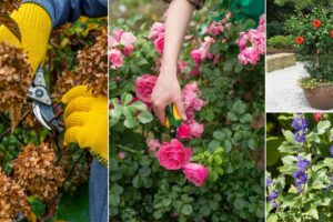 14 plantas que debería podar en marzo para obtener más flores