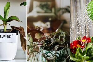 Tiempo en el que no deberías regar las plantas