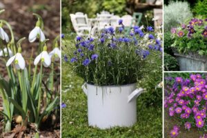 17 flores alemanas que puedes cultivar