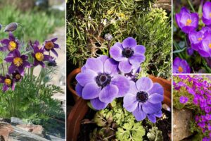 18 flores moradas de primavera |  Balcón Jardín Web
