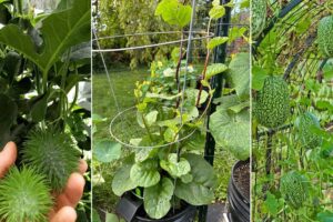 8 Verduras verdes encaramadas que son viñedos