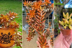 Información sobre el cuidado y el crecimiento de Sedum Nussbaumerianum