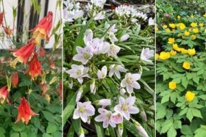 13 mejores flores de primavera en Michigan