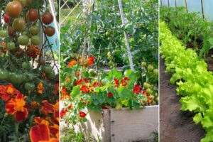 18 plantas para crecer bajo los tomates