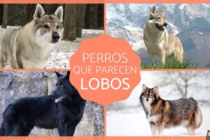 18 razas de perros que parecen lobos