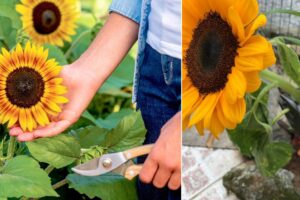 Cómo deadhead girasoles para más flores