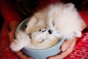 Todo sobre la raza Teacup Pomeranian