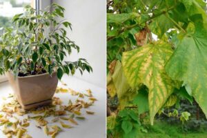 Deficiencia de hierro en las plantas |  Motivos y soluciones