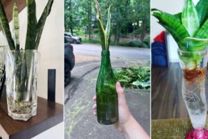 10 ideas de plantas de serpientes locas en copas y botellas de vino