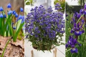 16 flores azul oscuro para el jardín