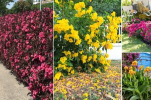 26 mejores plantas de cierre de flores