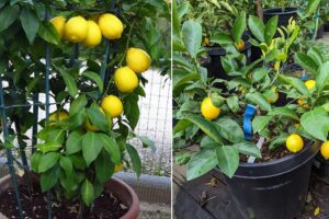 8 mejores variedades de árboles de limón para contenedores