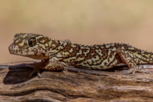 Diferencias entre reptiles y anfibios