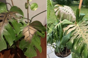 Quemadura solar de Monstera: cรณmo salvarla