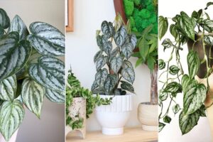 Guía de cuidado y crecimiento de Philodendron Brandi