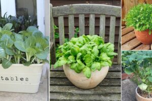 8 verduras con raíces poco profundas para crecer en macetas pequeñas