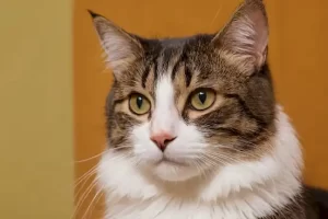 ¿Puedo Bañar a mi Gato con Shampoo Normal?