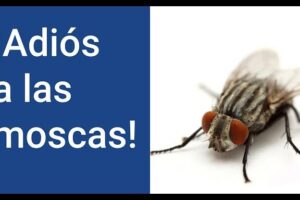 5 Formas De Combatir A Las Moscas En Tu Hogar