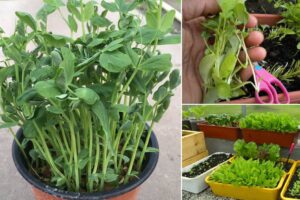 8 verduras de hoja verde de crecimiento rápido que puede cosechar en sólo 15 días
