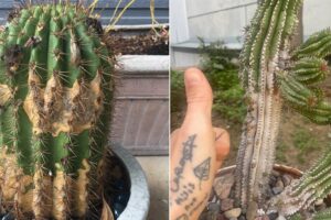 Tapa de cactus: 7 razones y soluciones