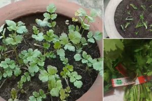 Cómo cultivar cilantro a partir de esquejes de tallo del grupo de la tienda de comestibles