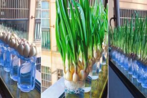 Cultive ajos verdes sin un jardín de esta manera