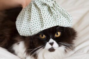 Causas de la fiebre en gatos