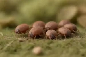 Enfermedades que transmiten las garrapatas a los perros