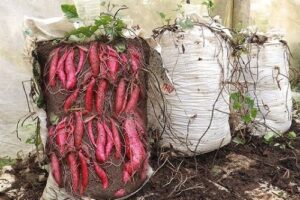 Cultiva boniatos en bolsas y sacos para obtener la mejor cosecha