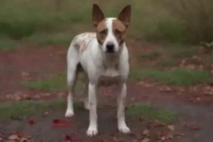 ¿Por qué mi perro orina sangre?