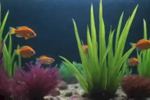 Los mejores peces para limpiar tu acuario