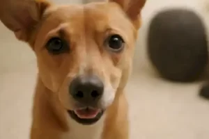 Por qué los perros huelen la entrepierna