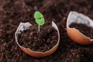 Té mágico de cáscara de huevo para plantas que realmente funcionan! Probado!