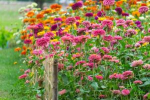 9 flores de cabeza muerte que florecen más después de cortarlas