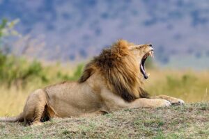 Los 10 Animales Mas Mortiferos del Mundo