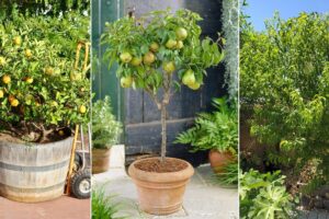 Los 11 mejores árboles frutales del patio