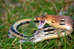 21 animales que intimidan a las serpientes