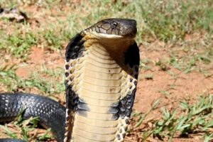 Los 10 animales más venenosos: cuidado con las criaturas más mortíferas de la naturaleza