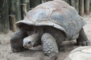 Los 10 animales más lentos: animales de todo el mundo