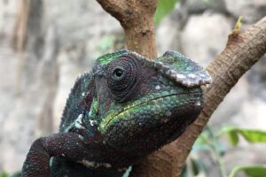 Top 10 Animales con Ojos Grandes