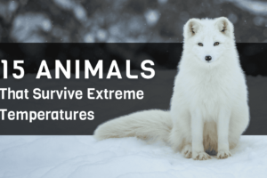 15 animales que pueden sobrevivir a temperaturas extremas