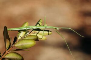 Los 10 mejores animales camuflados: animales de todo el mundo