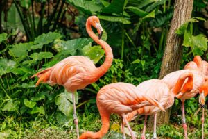 Los 10 mejores animales de cuello largo